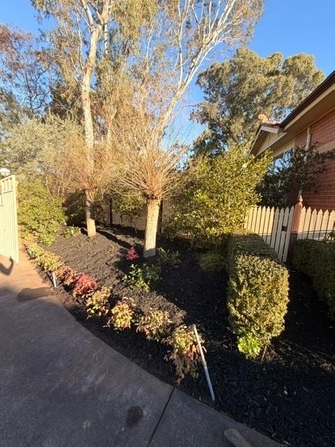 Autumn garden bed with sculpted hedges and crisp mulch borders